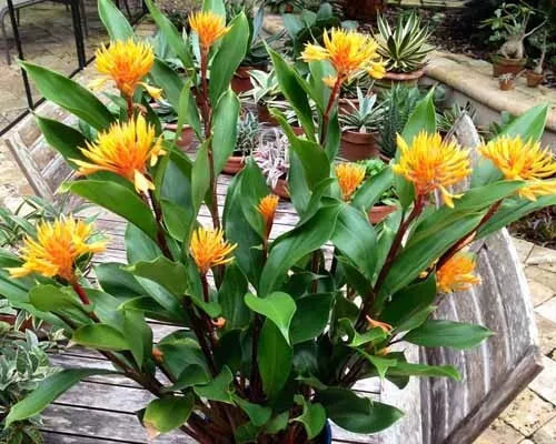 Golden Brush Dwarf Ginger Starter Plant - Small Rooted Burbidgea schizocheila, Indoor/Outdoor Tropical Foliage Plant
