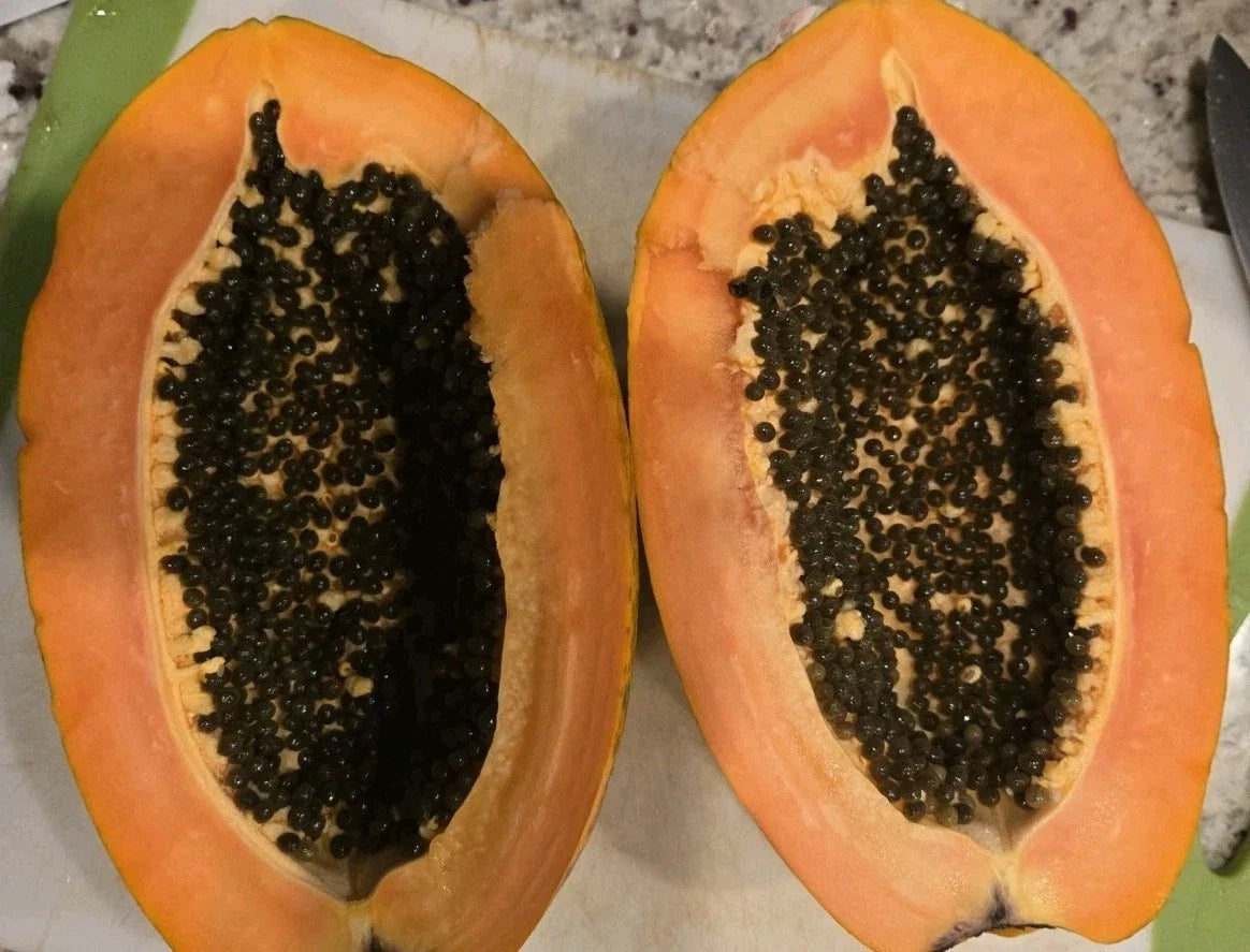 Red Heart Creamy Papaya Seeds - 50 Fresh Carica papaya Tropical Fruit Seeds for Home Garden & Container Growing