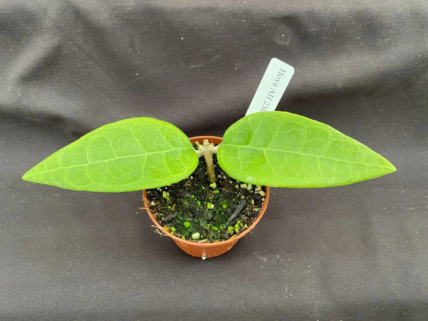 Rare Hoya AH 250 Rooted Plant in 2.5" Pot, Exotic Vining Hoya sp. AH 250 for Indoor Gardens