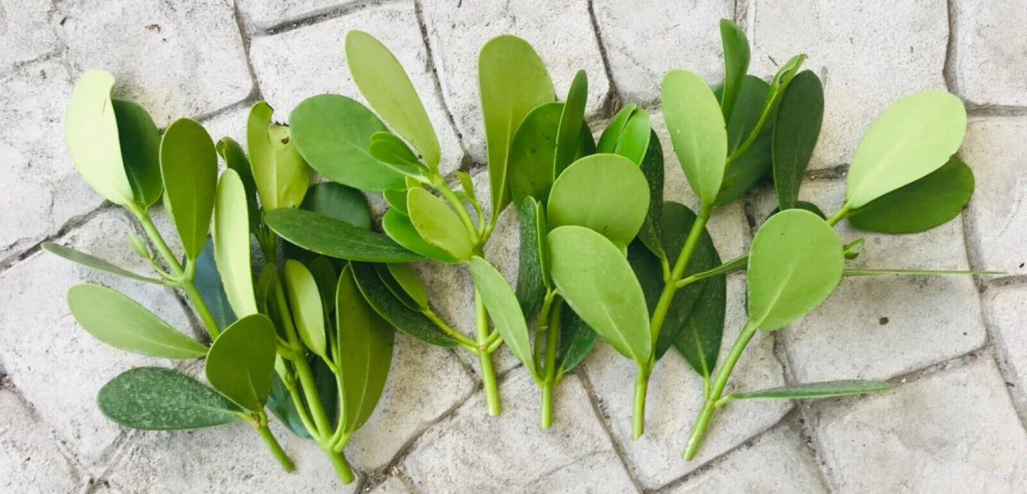 Clusia Rosea Autograph Tree Cuttings 9-Pack - Easy to Root Evergreen Tropical Shrub