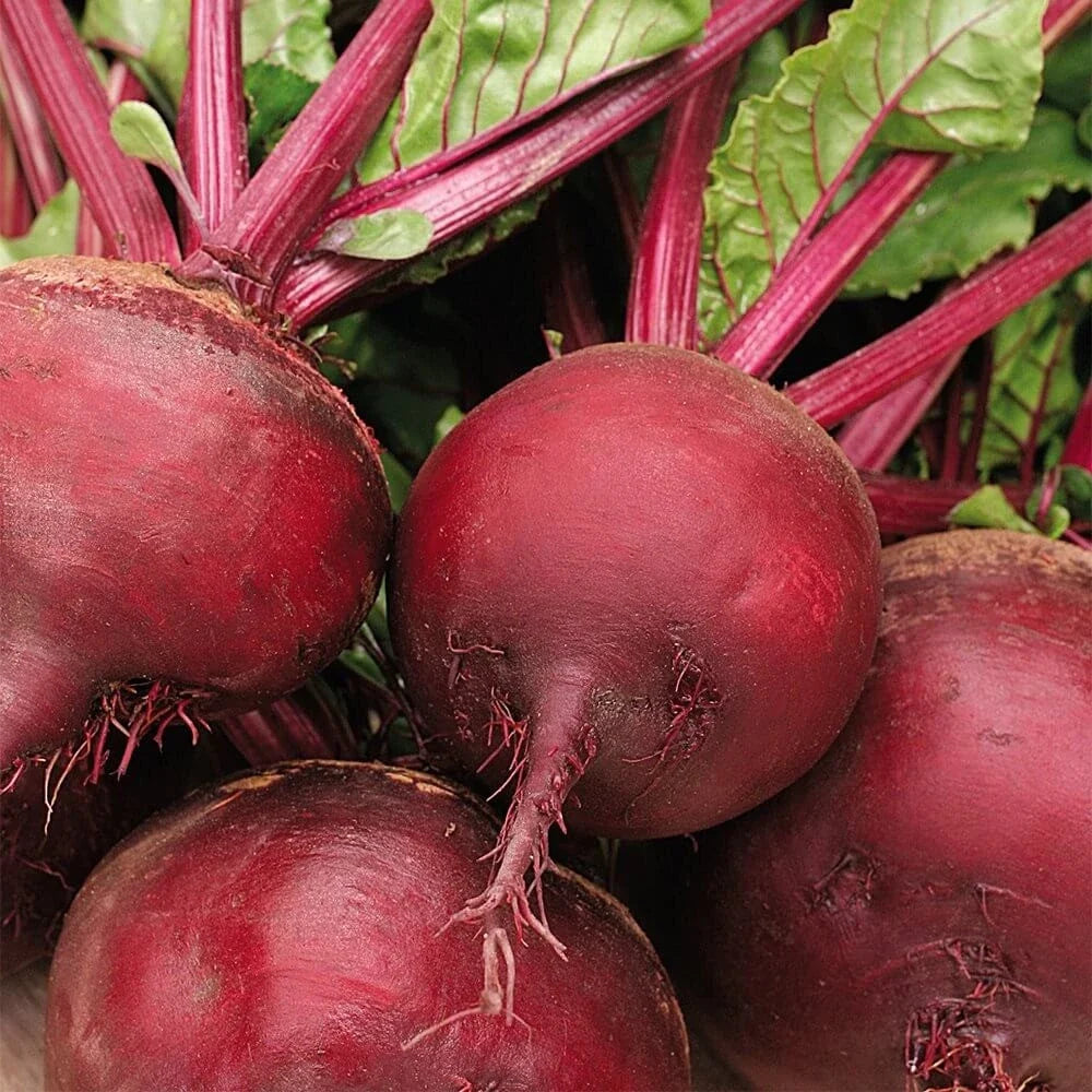 Ruby Queen Beet Seeds - Dark Red Blood Turnip, Heirloom Vegetable Seeds for 2025 Planting, Beta vulgaris, Non-GMO, Easy to Grow