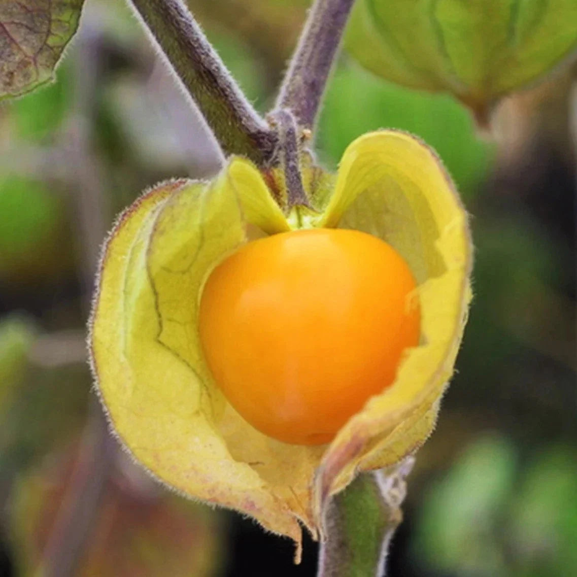 Hawaiian Giant Poha Berry Seeds – Physalis Peruviana Edible Fruit, 2025 Planting, Ornamental, Non-GMO Seed Packet