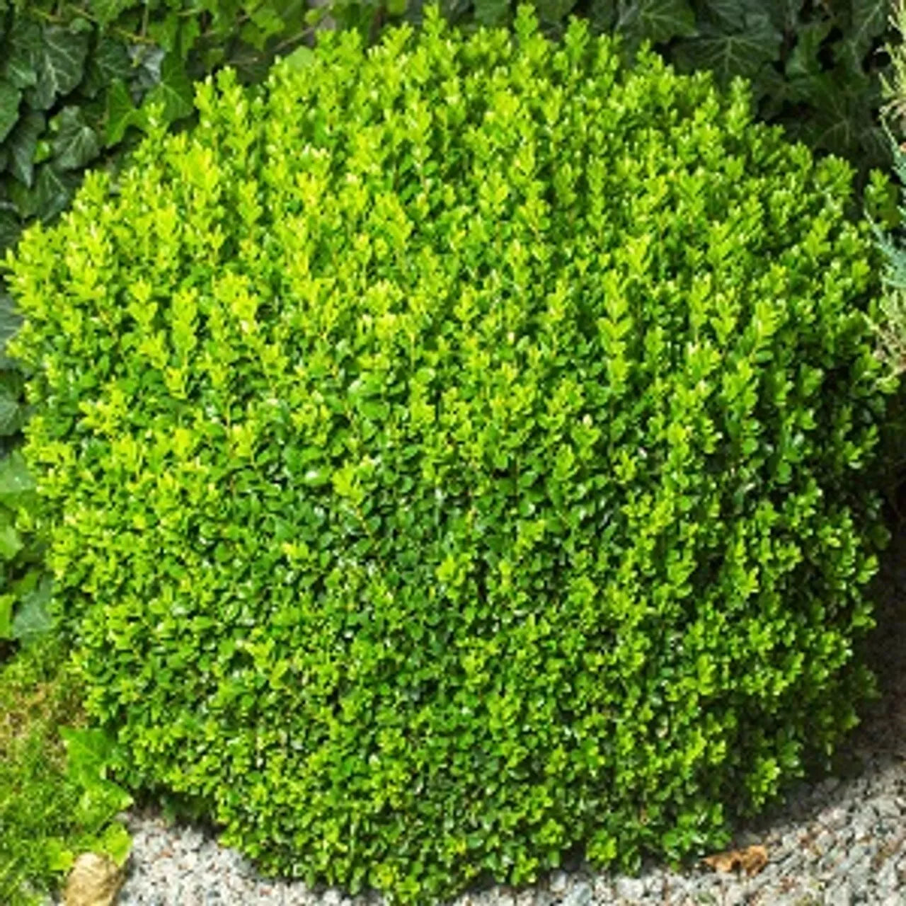 Green Velvet Boxwood Plants - 2.5'' Pot, Evergreen Shrub, Pollution Tolerant, Deer Resistant, Buxus 'Green Velvet'