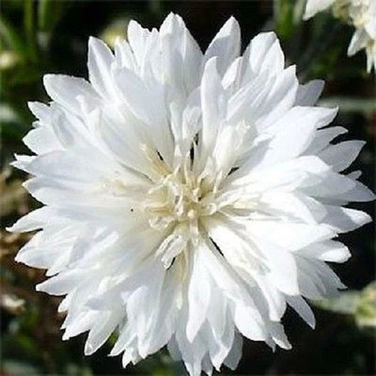 Cornflower Seeds 400 Count Tall White Heirloom Non-GMO Centaurea cyanus for Cutting Gardens