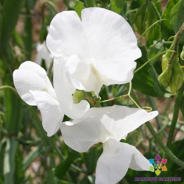 Swan Lake Sweet Pea Seeds - 50+ Pack, Fragrant Annual Flowering Vine, Lathyrus odoratus, Garden Planting, USA Grown