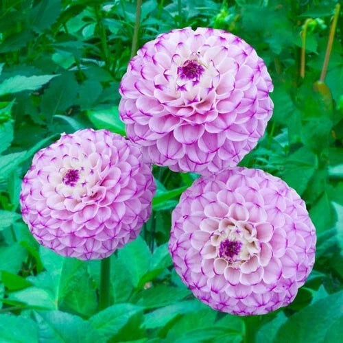 Genova Dahlia Flower Seeds - 25 Perennial Seeds for Vibrant Blooms - Dahlia pinnata - Garden, Border, Container Planting