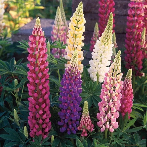 Mixed Lupine Seeds for Gardens | Perennial Hardy Flowers | Lupinus spp. | 25 Seeds for Pollinator Attraction