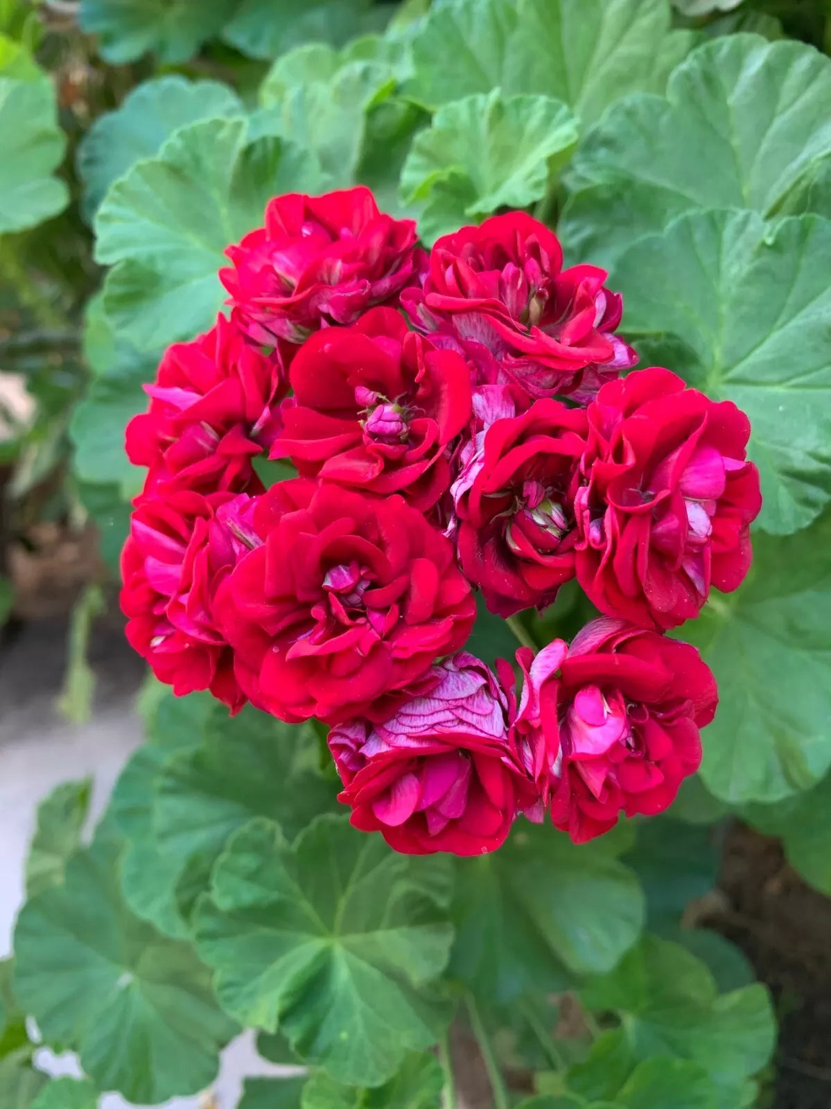 Double Red Geranium Cuttings - 4 Pelargonium x hortorum Fresh Propagation Plants for Garden or Indoor Use