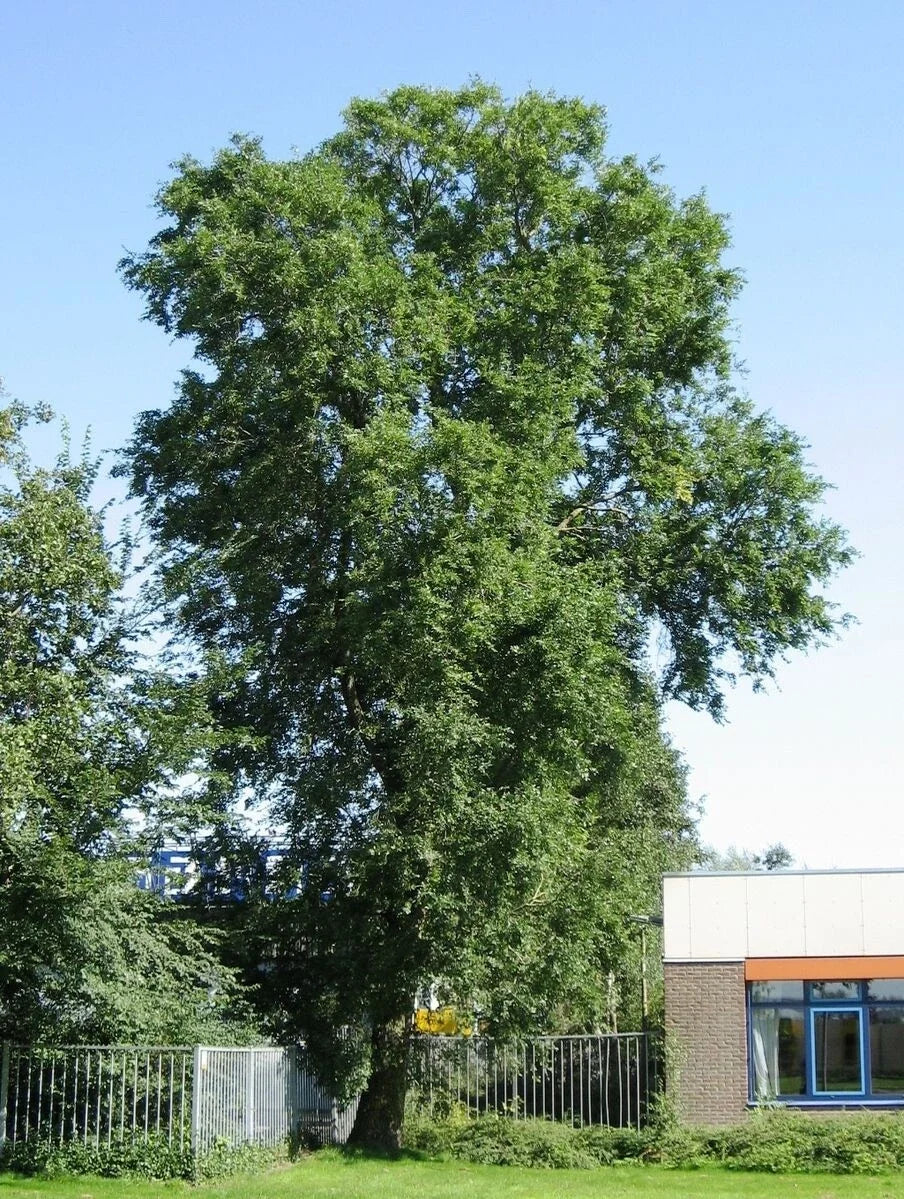 Siberian Elm Tree Seeds - Ulmus pumila - Fast-Growing Deciduous Tree for Landscaping & Shade