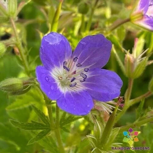 Amy Doncaster Geranium Seeds – Pelargonium x hortorum for Garden Planting, Vibrant Blooms, Easy Grow, USA Grown