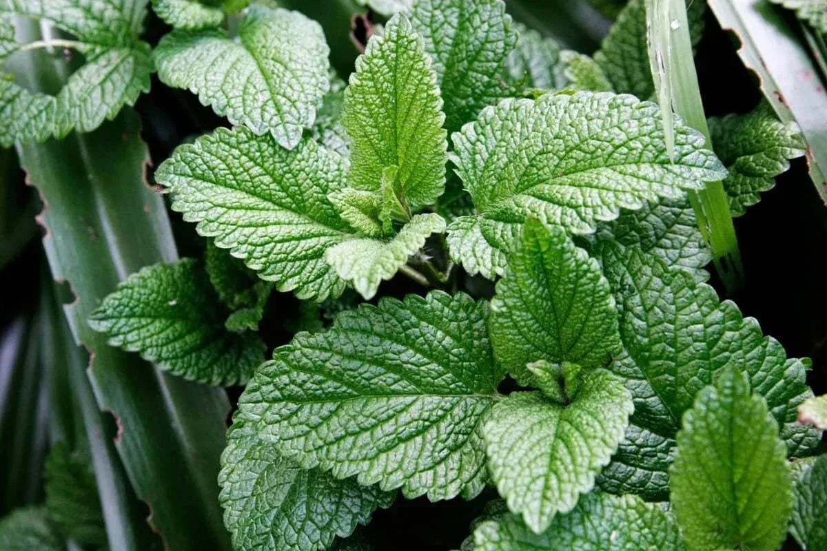 Peppermint Herb Seeds - 100 Seeds Mentha × piperita Aromatic Culinary Herb for Planting