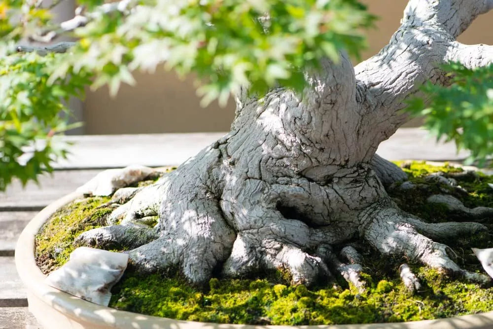 Japanese Maple Bonsai Tree Seeds - Acer palmatum - Premium Prized Variety for Bonsai Cultivation