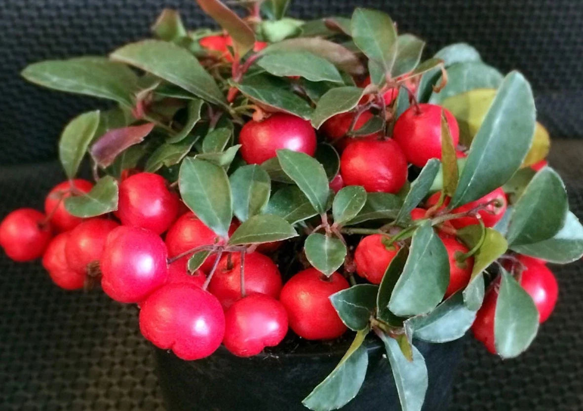 Gaultheria Cherries Berries Live Plants Set of 6 - Evergreen Groundcover, 4-6 Inches Tall, Gaultheria procumbens