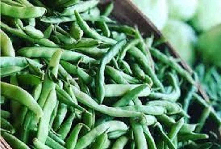 Premium Heirloom Green Bean Seeds - Mountaineer Half Runner, Bush-Type, Phaseolus vulgaris, Fresh Vegetable Seeds for Garden Planting