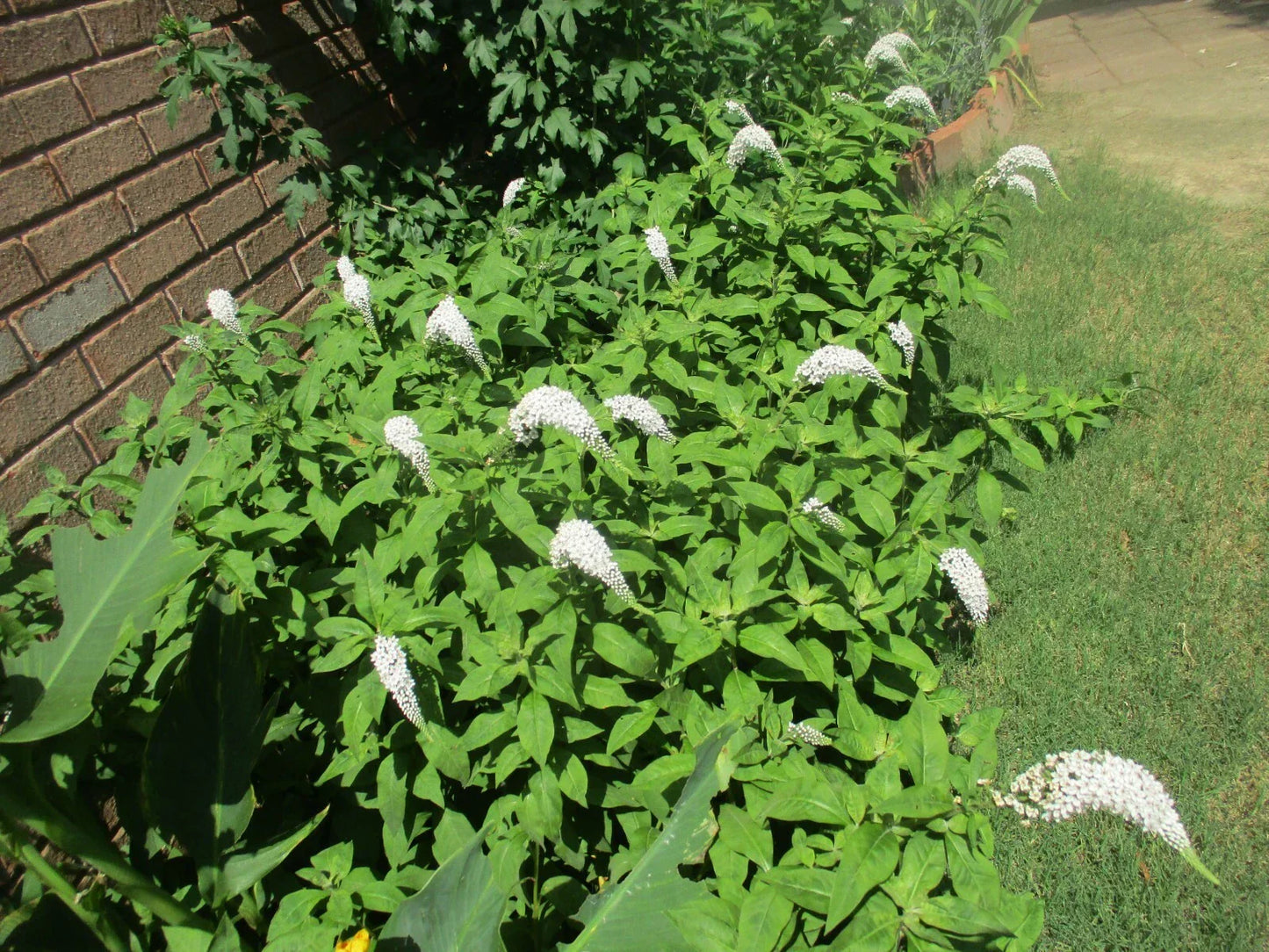 Gooseneck Loosestrife Roots 10 Pack - Lysimachia clethroides Perennial Ground Cover