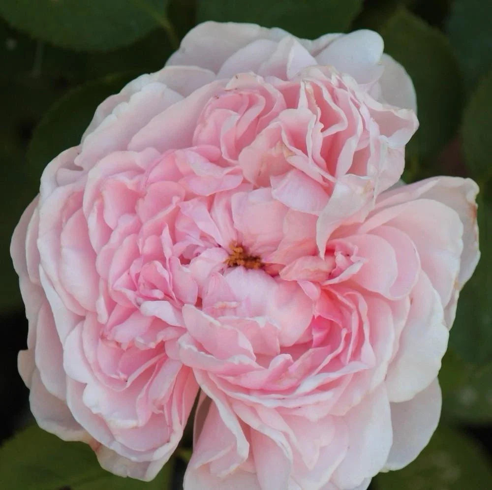 Climbing Rose Cuttings - 3 Unrooted Pink Rosa 'Auswith' Propagation Stems for Garden, Trellis, Fence