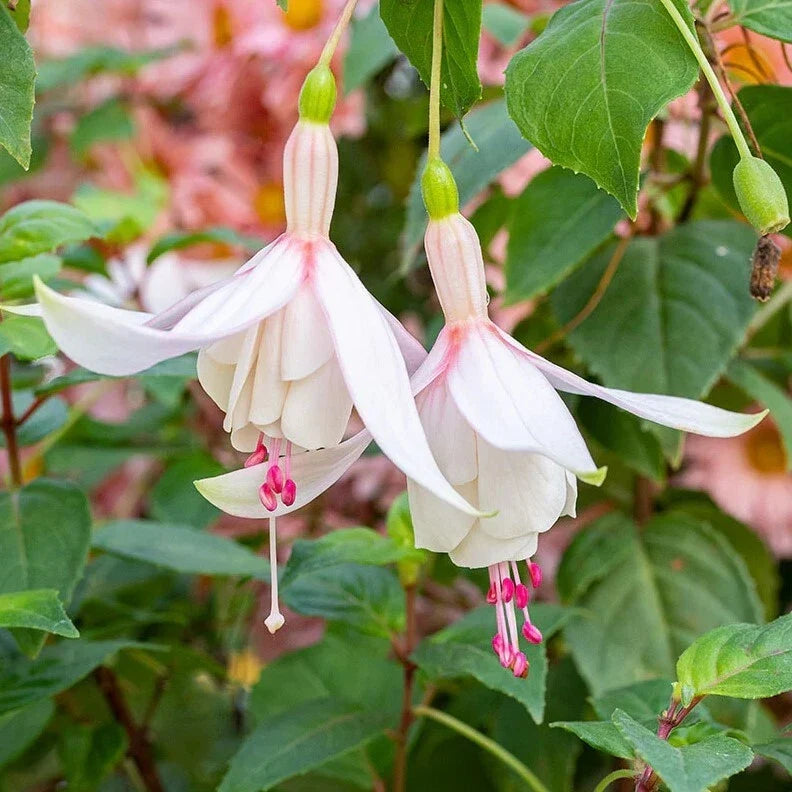 Fuchsia Annabelle Live Plant 5-12 Inches Tall Pink Purple Flowers, Bushy Trailing, Partial Shade, Attracts Hummingbirds & Bees
