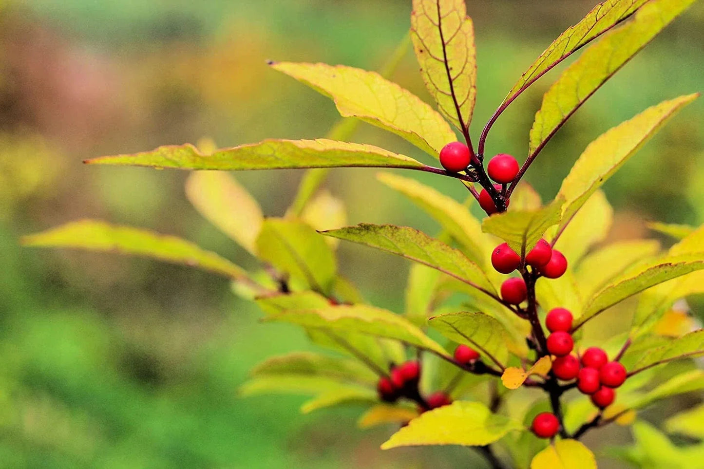 Red Huckleberry Seeds 30 Pack Vaccinium parvifolium Native Berry Bush for Garden & Landscape