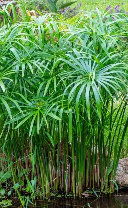 Umbrella Palm Live Plant 'Baby Tut' - 6" Aquatic Marginal Starter - Cyperus gracilis