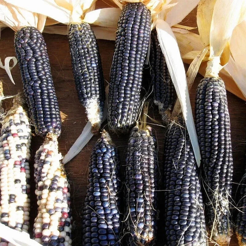 Hopi Blue Corn Seeds - Heirloom Non-GMO Native American Zea mays indurata Pack of 50