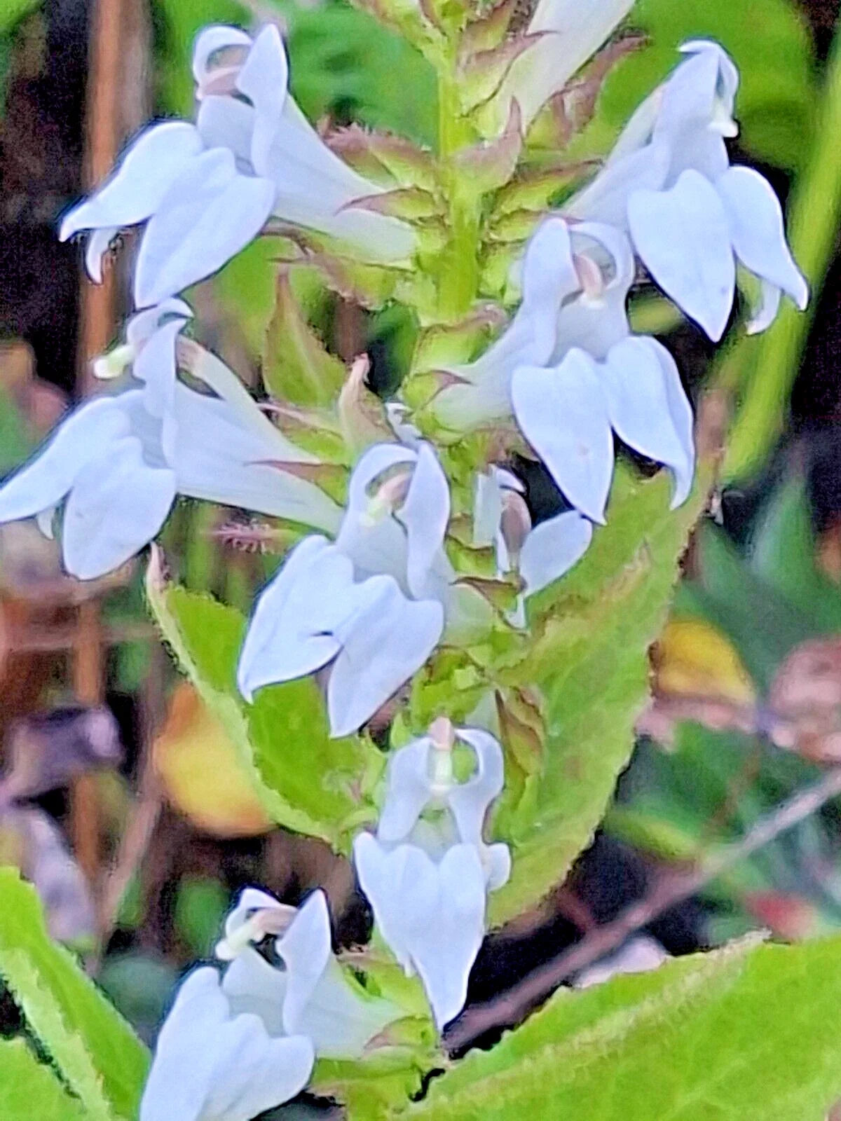 Giant White Lobelia Seeds 253 Count, Hardy Lobelia siphilitica, Easy to Grow, Pollinator Attracting, Perennial Garden Flower