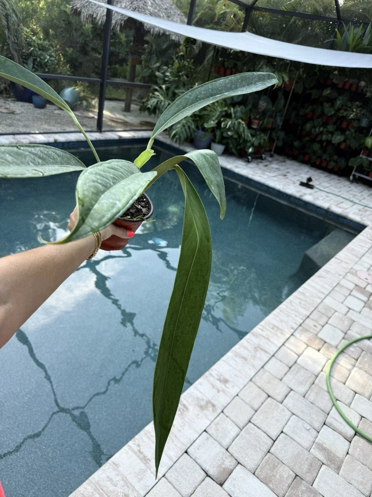Anthurium Decurrens Live Houseplant - Tropical Green Foliage, Easy Care, Free Shipping