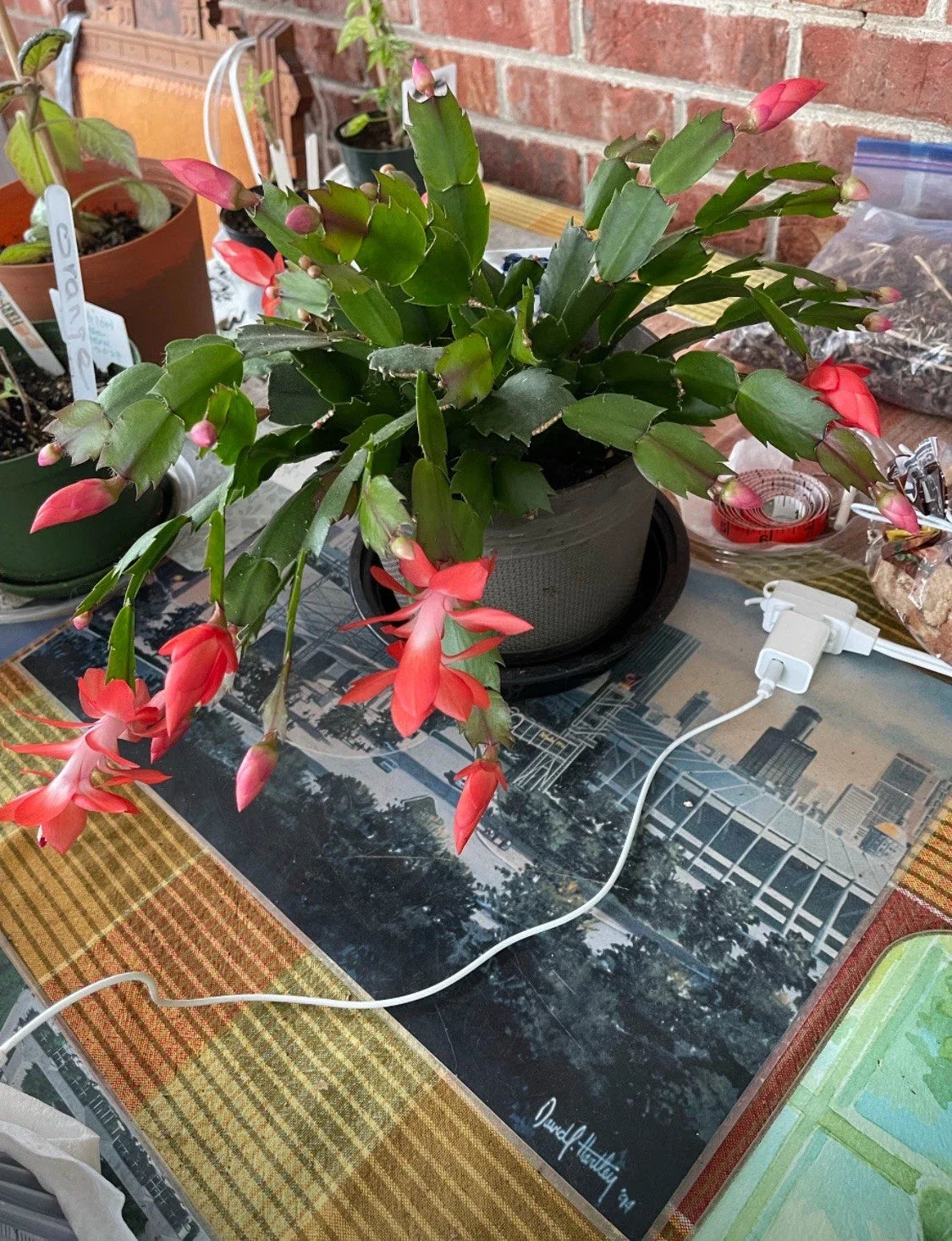Orange Sherbet Schlumbergera Cactus Starter Plant – Vibrant Orange, Indoor Succulent, Schlumbergera spp.