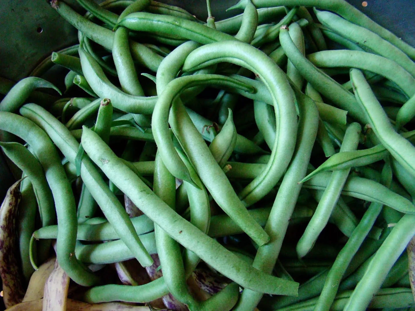 Blue Lake Bush 274 Green Bean Seeds - Non-GMO Heirloom Vegetable Seeds for Organic Gardening