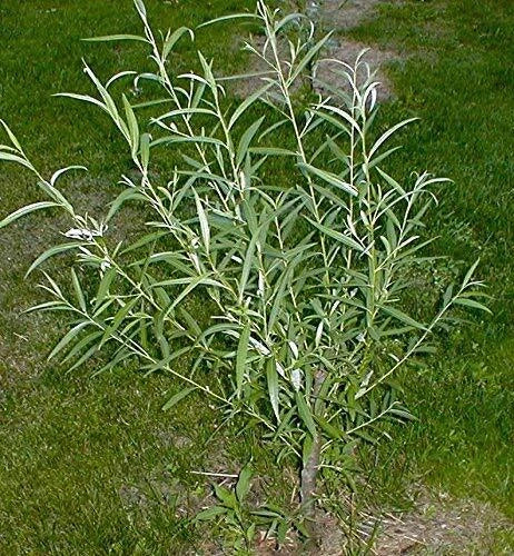 Outdoor STEM Project Kit | Hybrid Willow Tree Starter Plant | Fast Growing Salix × sepulcralis