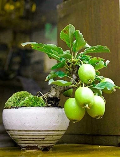 Guava Fruit Bonsai Tree Seeds - Exotic Psidium guajava - Compact Indoor & Outdoor Tropical Plant Pack