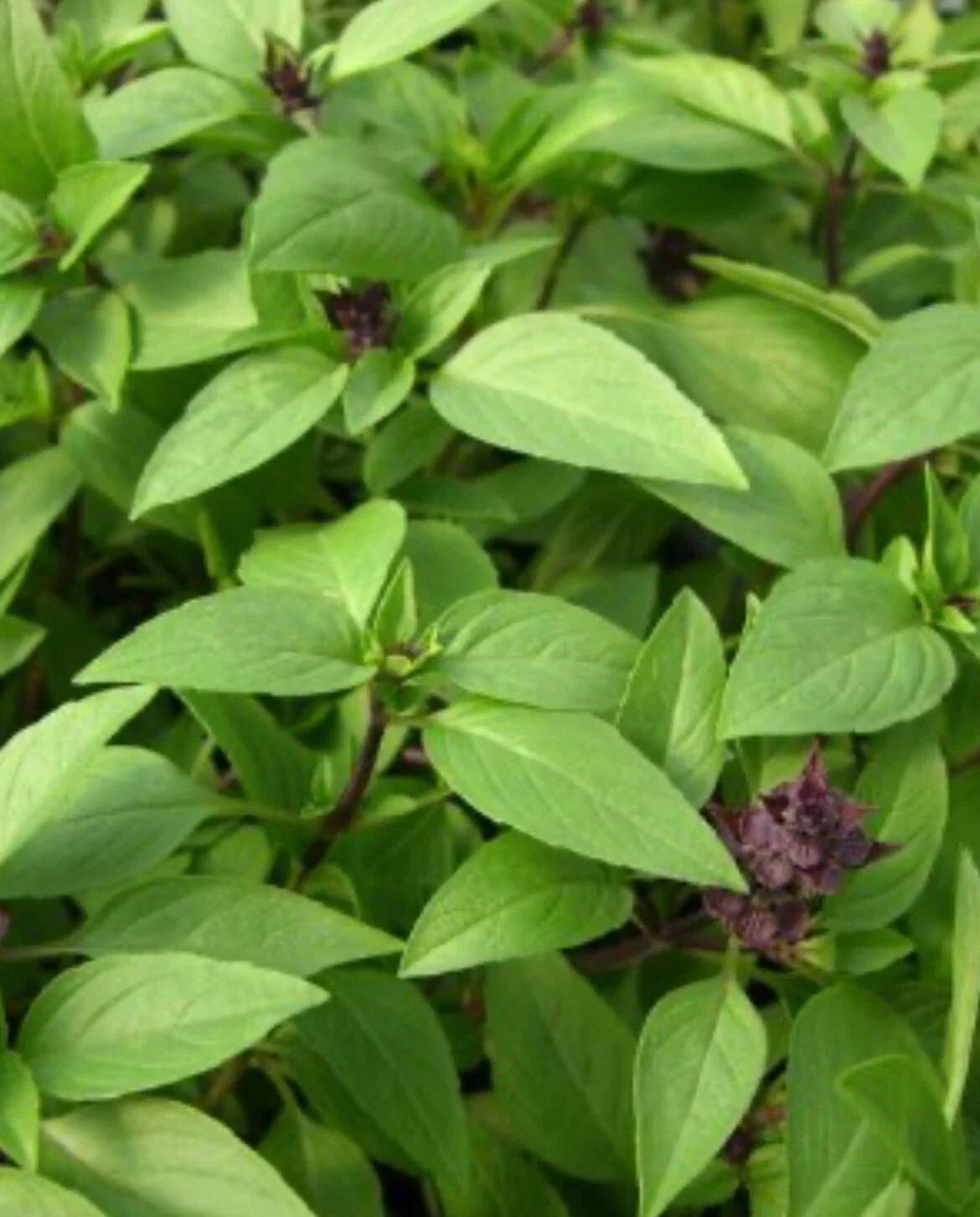 Thai Basil Seeds - 100+ Non-GMO Ocimum basilicum Herb Seeds for Indoor & Outdoor Gardening