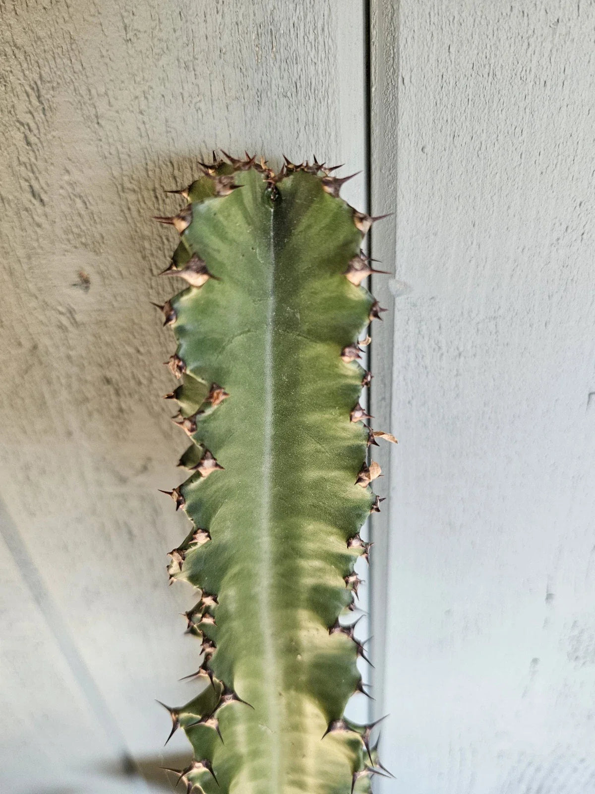 Euphorbia ammak Cutting 16-17" Succulent Plant for Indoor Outdoor Gardening Decor