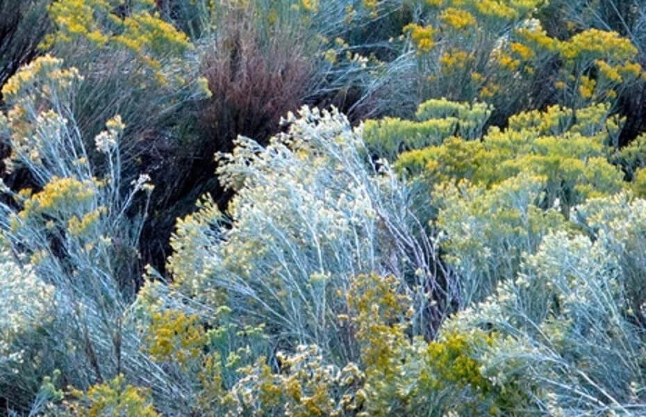 Rubber Rabbitbrush Seeds - 100 Count - Hardy Perennial - Chrysothamnus nauseosus - Drought Tolerant, Full Sun, Attracts Pollinators