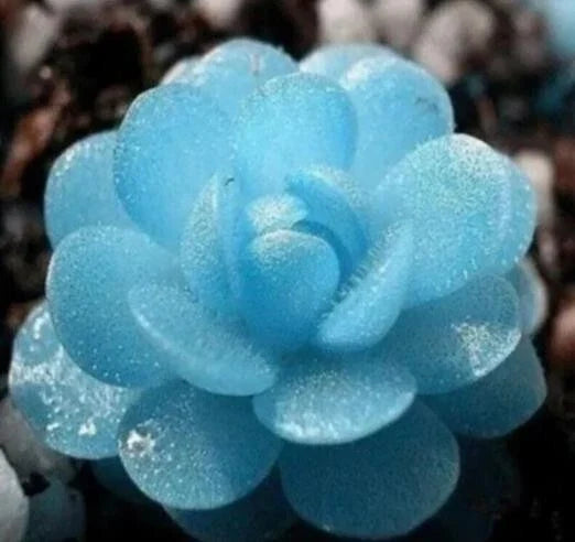 Blue Succulent Seeds - 50 Pack, Echeveria spp., Indoor Mini Cactus for Gardening & Home Decor