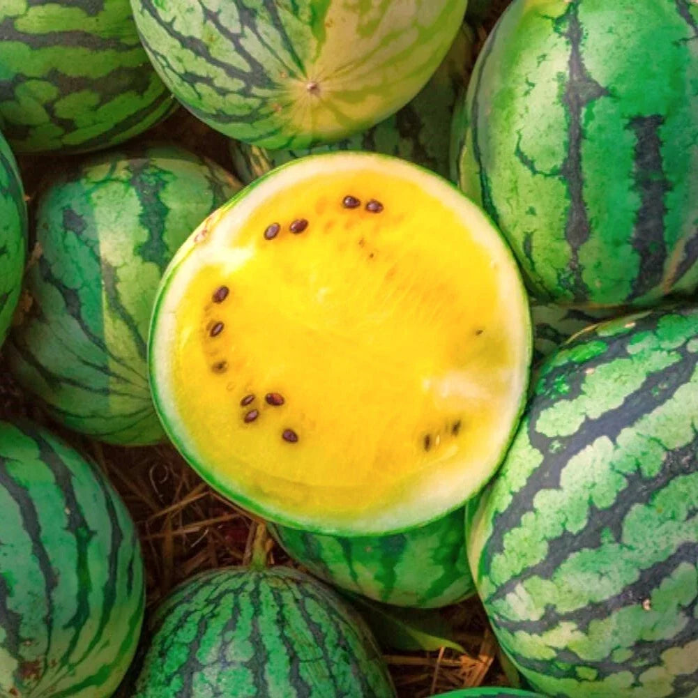 Yellow Petite Watermelon Seeds | Heirloom Mini Dwarf Citrullus lanatus | Compact, Sweet, Juicy Melon Seeds for Small Gardens