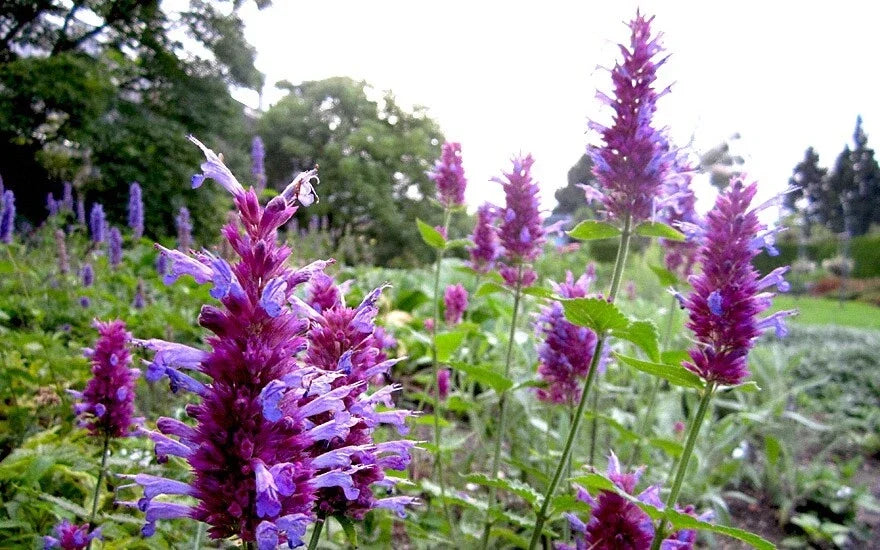 Hummingbird Mint Live Starter Plant - Agastache 'Globetrotter' - Perennial Herb for Pollinator Gardens, Drought Tolerant