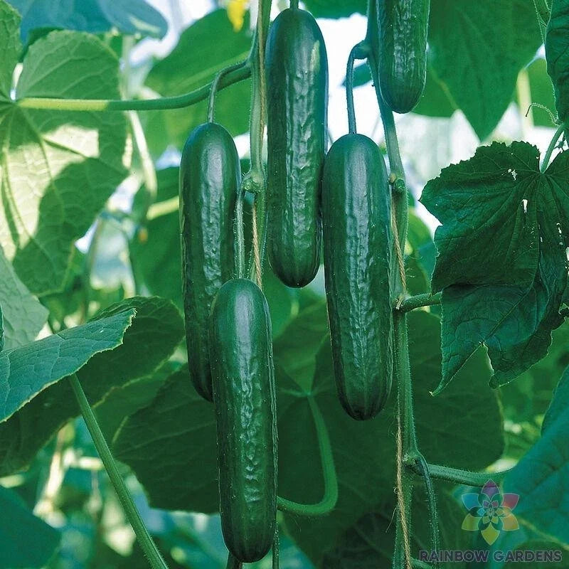 Socrates Cucumber Seeds - 25+ Non-GMO Garden Planting Packets - Cucumis sativus, USA Grown, Vining, Crisp Cucumbers