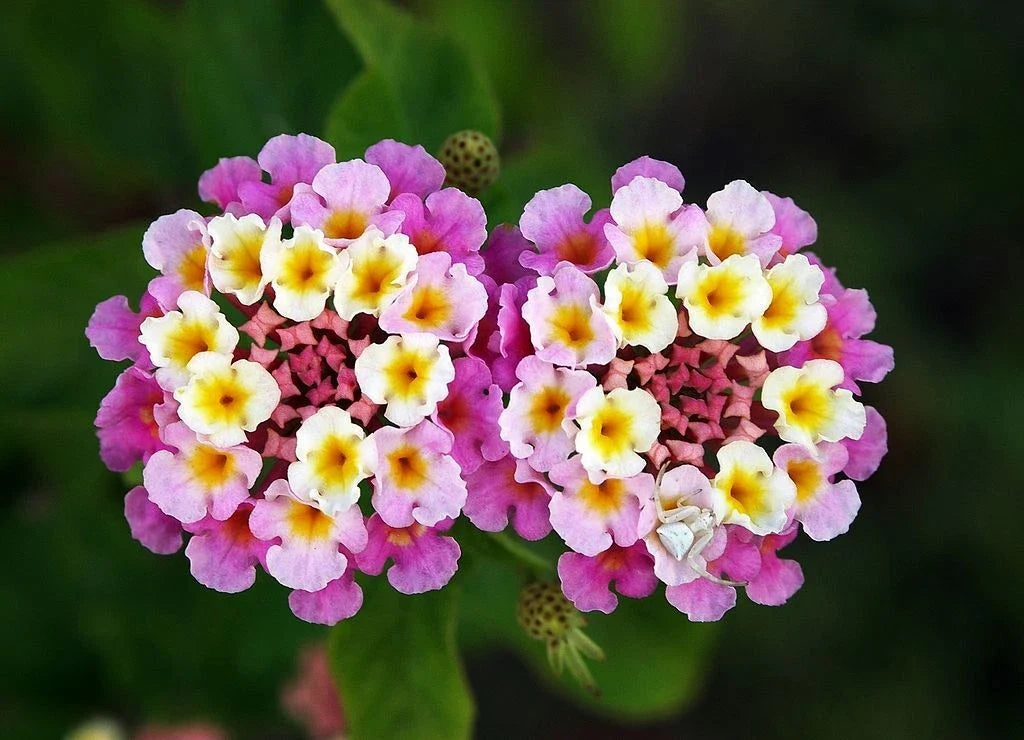 Verbena Ham & Eggs Seeds - Heirloom Lantana camara, 30+ Seeds, Colorful Clusters, Butterfly & Pollinator Attractant