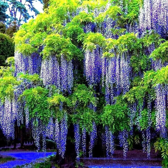 Chinese Blue Wisteria Seeds - 5 Pack - Fast Growing Hardy Climbing Vine