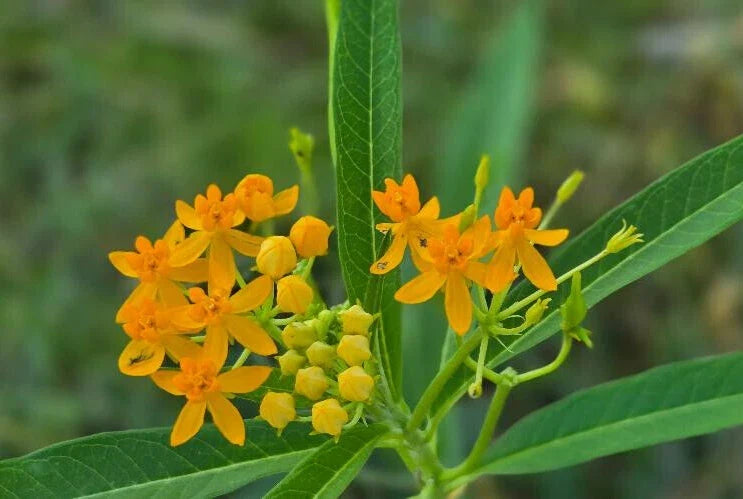 Yellow Milkweed Seeds - 15 Pack, Asclepias tuberosa, Butterfly Attracting, Florida Naturalized, Perennial Garden Seeds