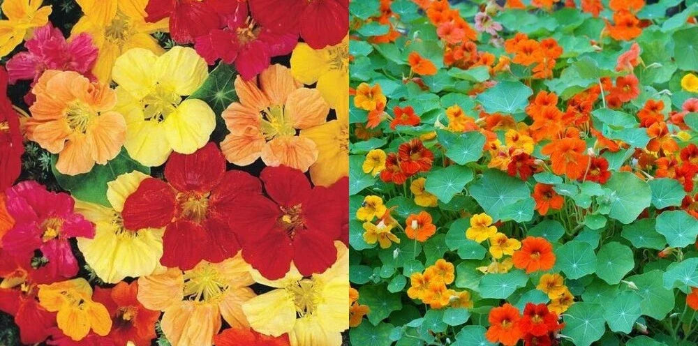 Nasturtium Seeds | Tall Mixed Colors Edible Flowers | Non-GMO Tropaeolum majus 50 Seeds