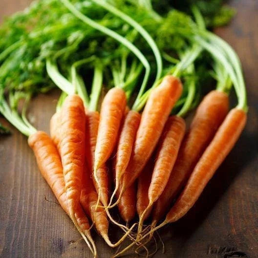 Imperator 58 Carrot Seeds - Heirloom Non-GMO Daucus carota for Home Gardening, Fresh Eating, Salads