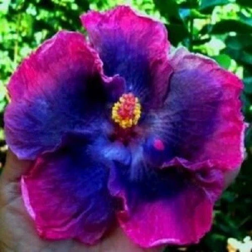Pink Blue Hibiscus Seeds - Perennial Tropical Flower Seeds Hibiscus rosa-sinensis, Vibrant Pink and Blue Blooms, Easy to Grow, US Seller