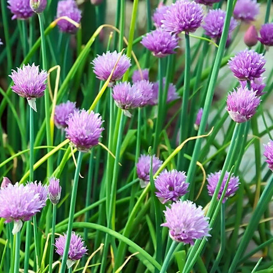Chives Seeds 300+ Non-GMO Herb Allium schoenoprasum Vegetable Garden Seeds