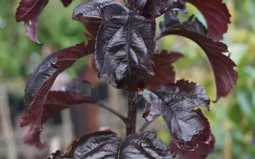 Aros Crabapple Seeds - 25+ for Garden Planting, Malus angustifolia, Attracts Pollinators, Easy to Grow, Non-GMO, USA