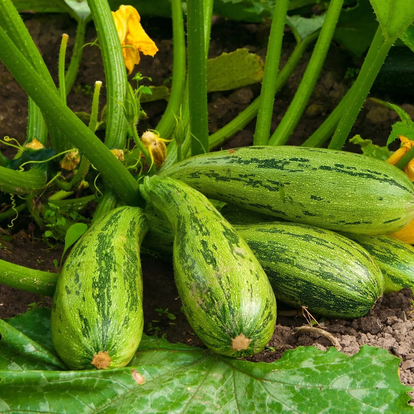 Caserta Zucchini Squash Seeds 15 Ct Non-GMO Summer Vegetable Cucurbita Pepo USA