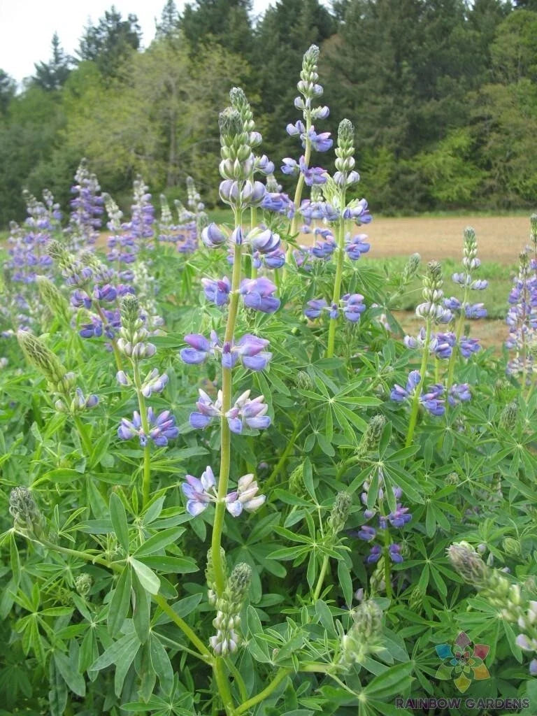 Riverbank Lupine Seeds - 25+ Pack, Lupinus rivularis, Blue & Purple Flowers, Native Plant for Garden, Attracts Pollinators