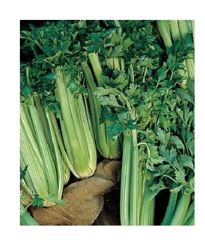 Celery Seeds - Organic Tall Utah 52-70 Heirloom, Cold Hardy, Crisp Stalks, Apium graveolens