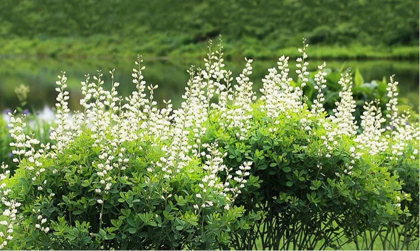 White Wild Indigo Seeds | Baptisia Alba | Perennial Wildflower Seeds for Native Gardens & Pollinator Support