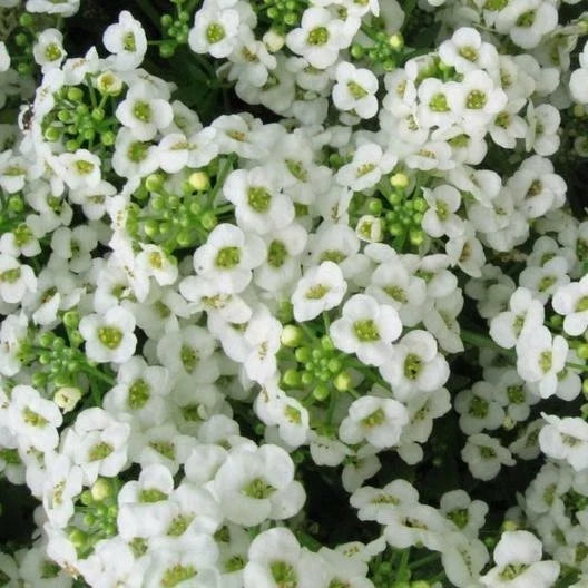 Sweet Alyssum Seeds, Carpet of Snow, White Heirloom, Non-GMO, 1000 Seeds, Perennial Flower, Lobularia maritima